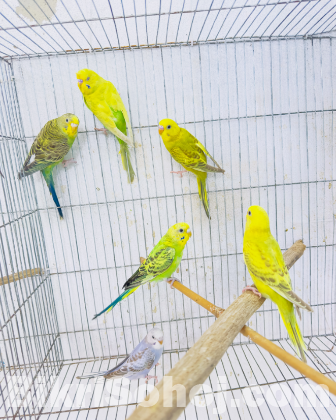 বাজরিগর পাখি। Budgie bird